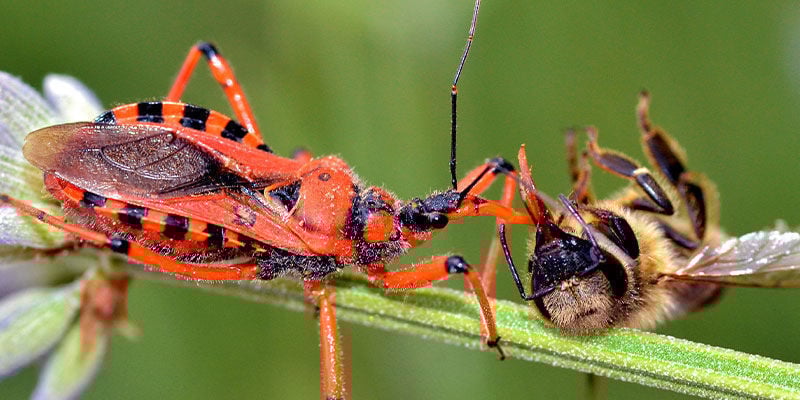 Insectos beneficiosos que mejoran el cultivo de marihuana