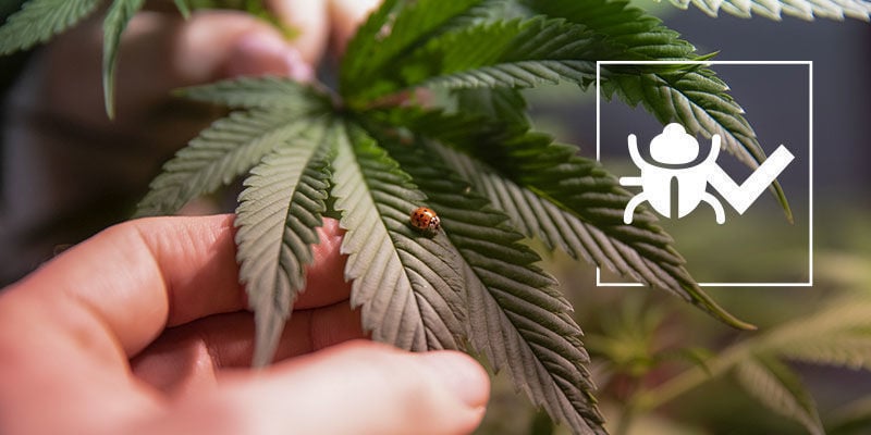 Insectos Que Ayudan A Cultivar Una Marihuana Mejor