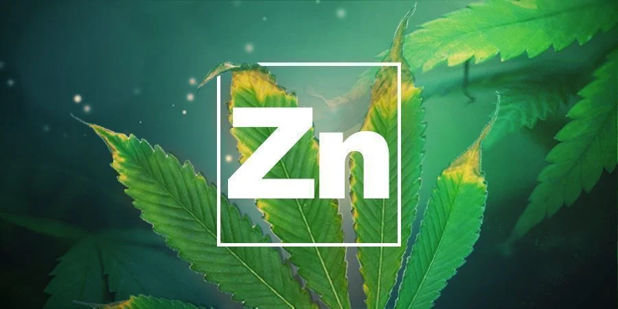 Deficiencia De Zinc