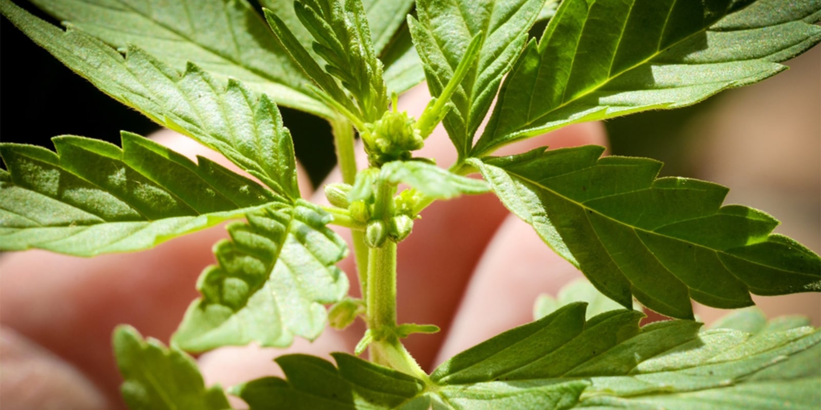 Errores comunes al sexar plantas de cannabis Errores comunes al sexar plantas de cannabis