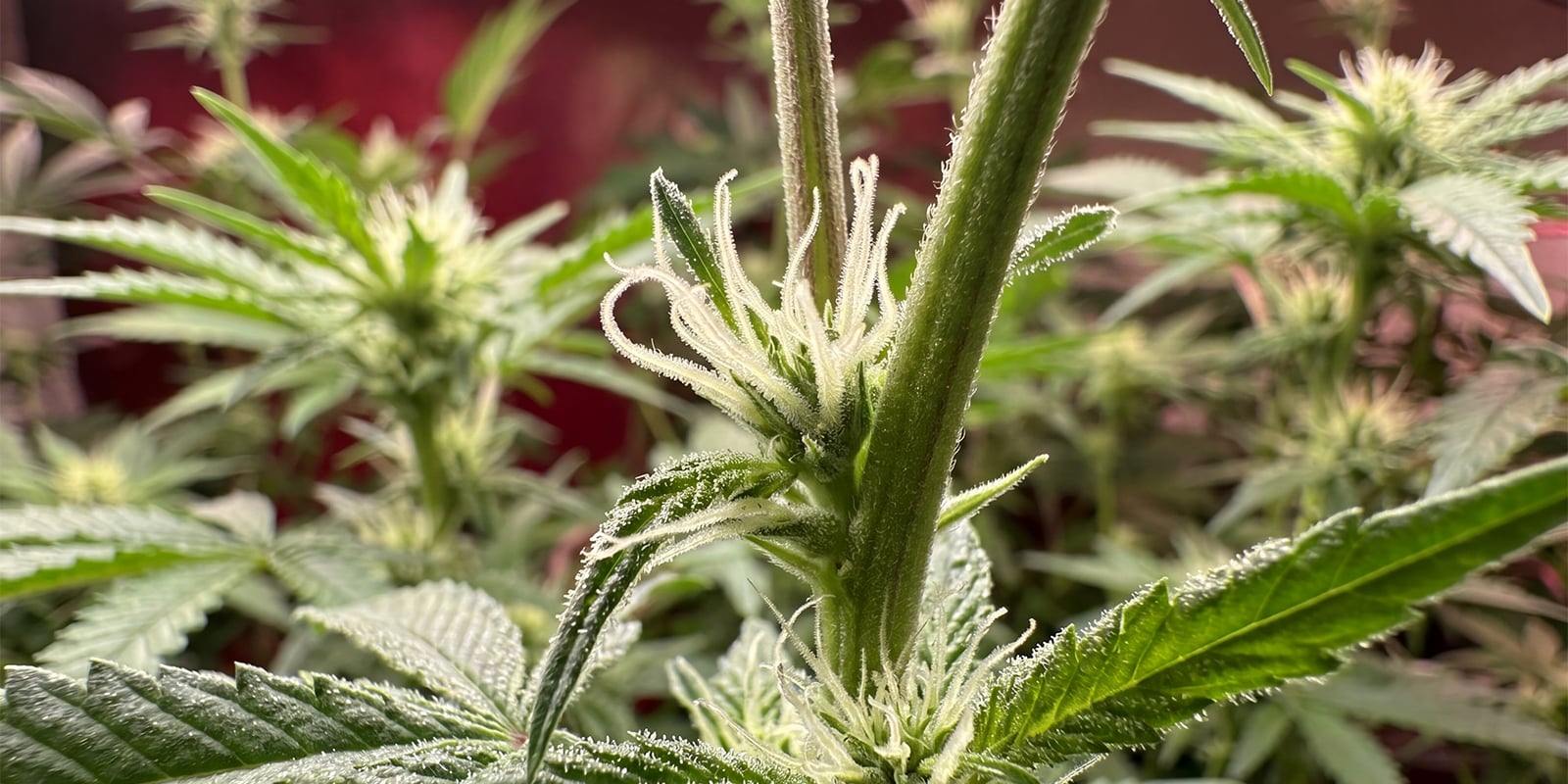 Primeras se&ntilde;ales de una planta de cannabis hembra