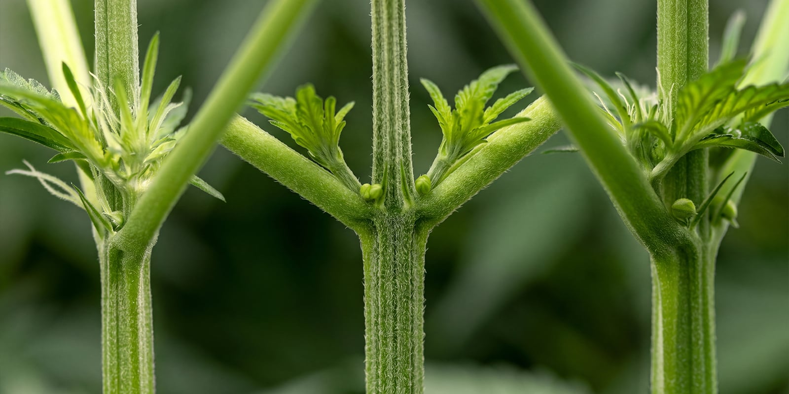 Primeras se&ntilde;ales de una planta de cannabis macho