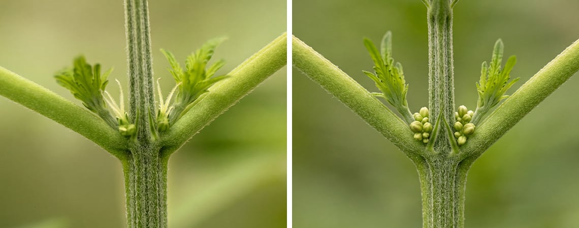 C&oacute;mo identificar plantas de cannabis macho vs hembra