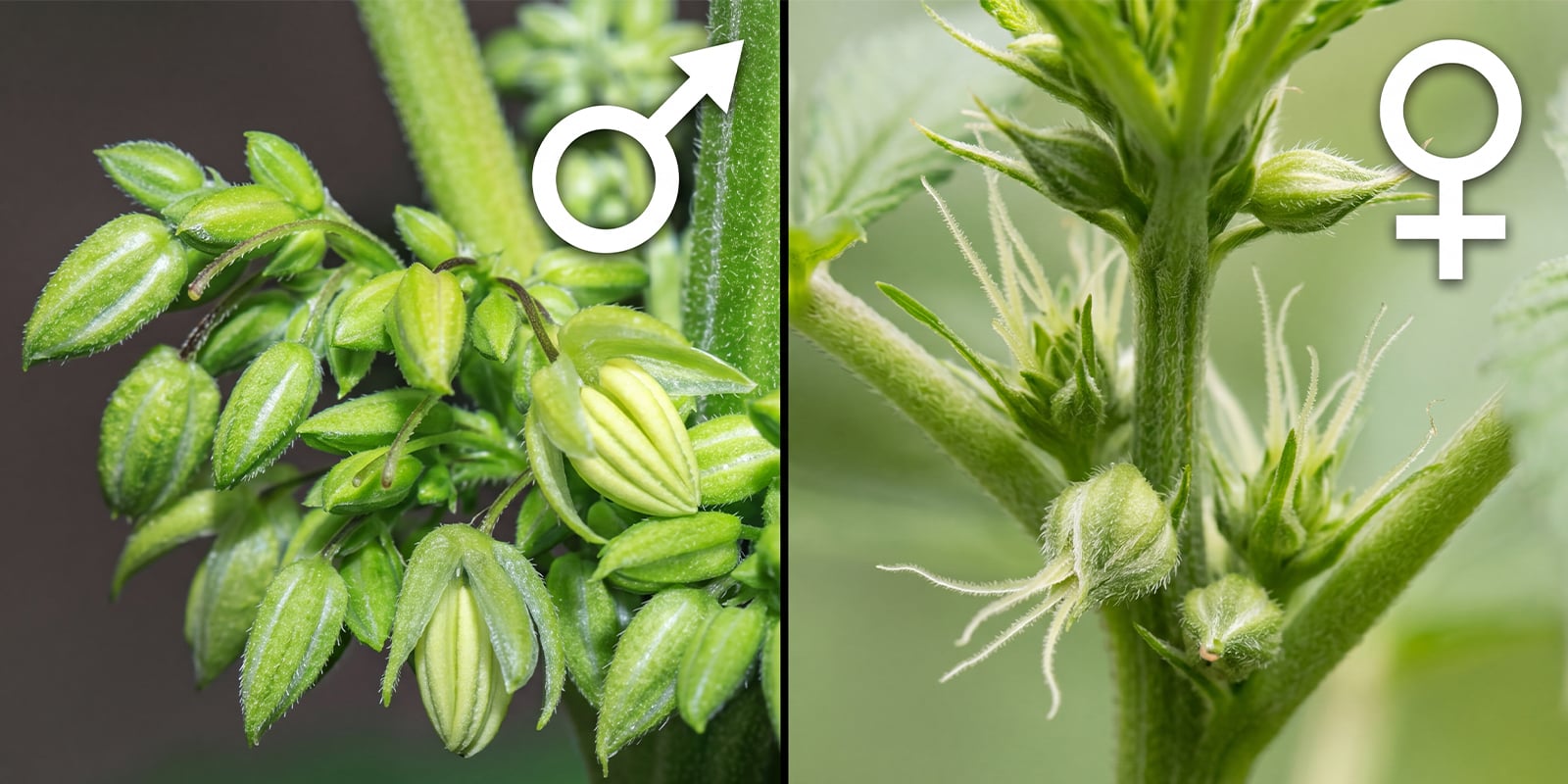 Macho vs. hembra: diferencias clave de un vistazo