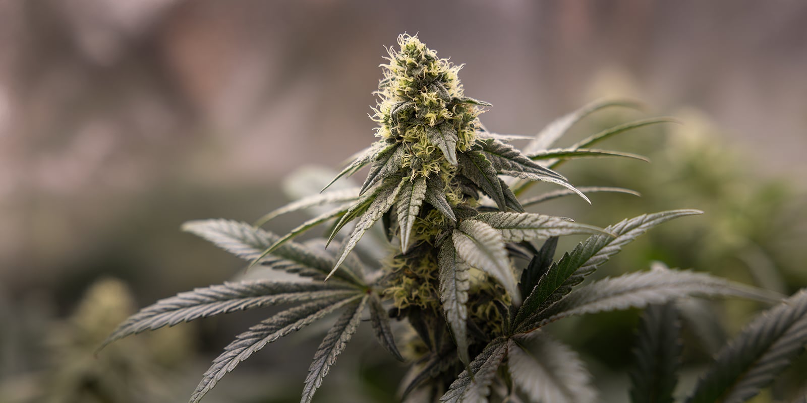 Entender las preflores del cannabis
