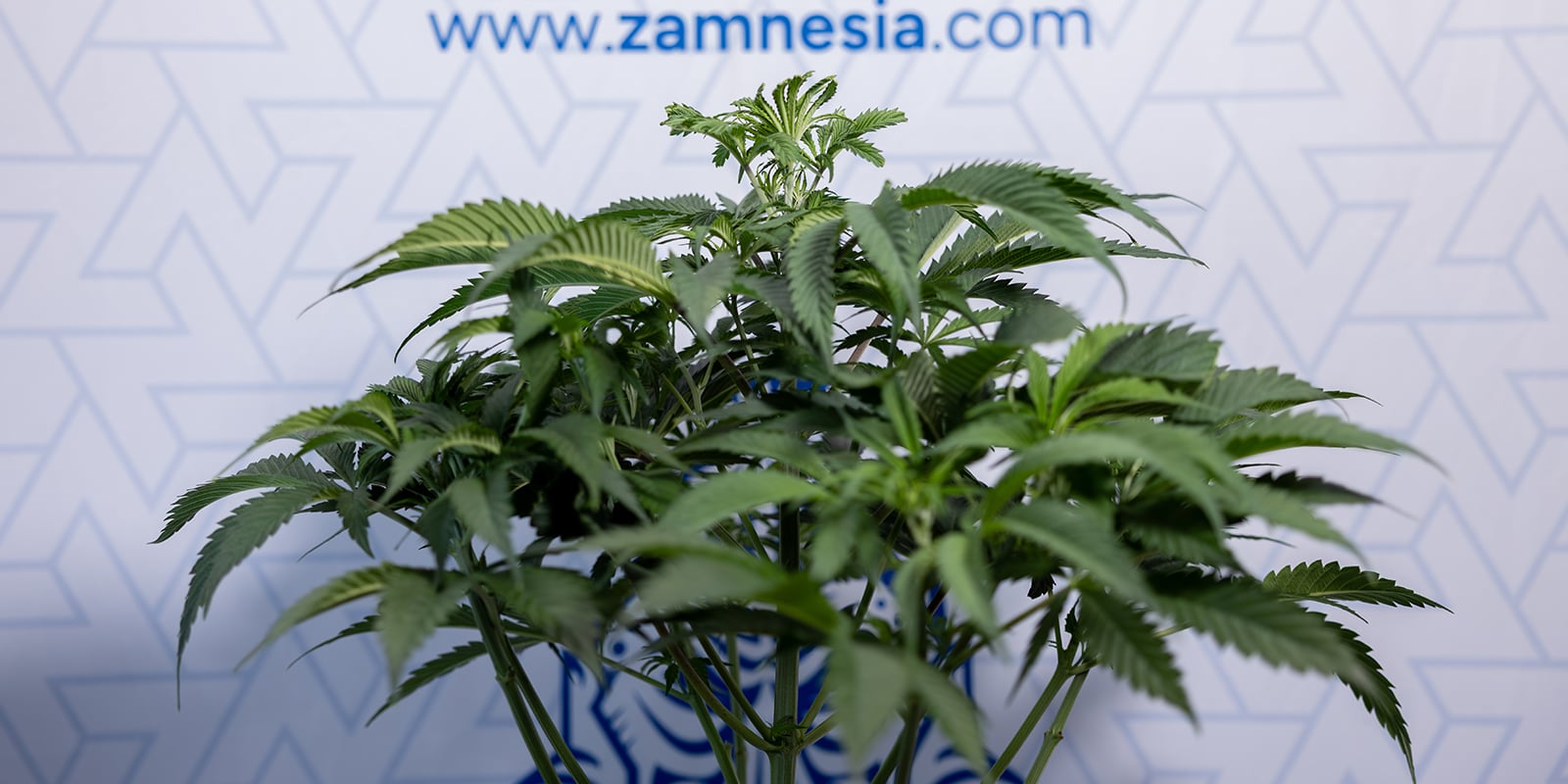 &iquest;Cu&aacute;ndo se puede saber si una planta de cannabis es macho o hembra?