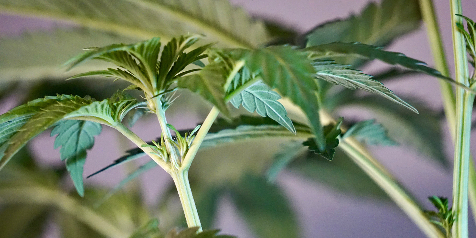 Primeras señales de una planta de cannabis hembra Primeras señales de una planta de cannabis hembra