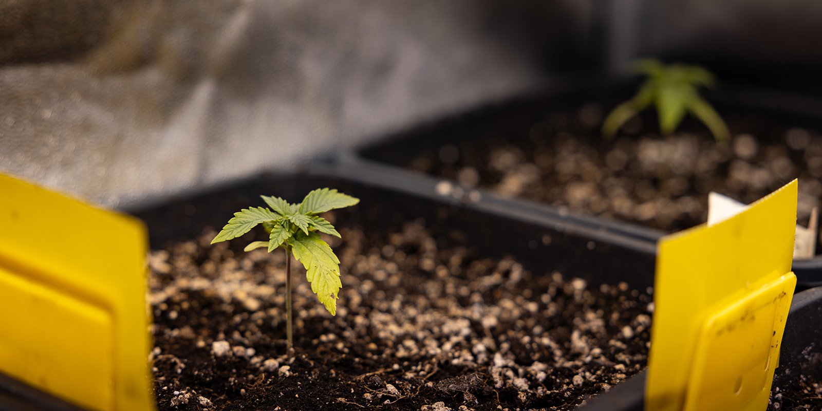 Posibles problemas durante la fase de plántula Posibles problemas durante la fase de plántula