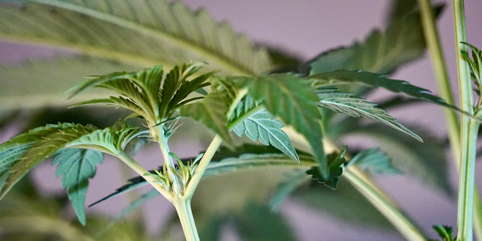 ¿Qué viene después de la fase de plántula? ¿Qué viene después de la fase de plántula?