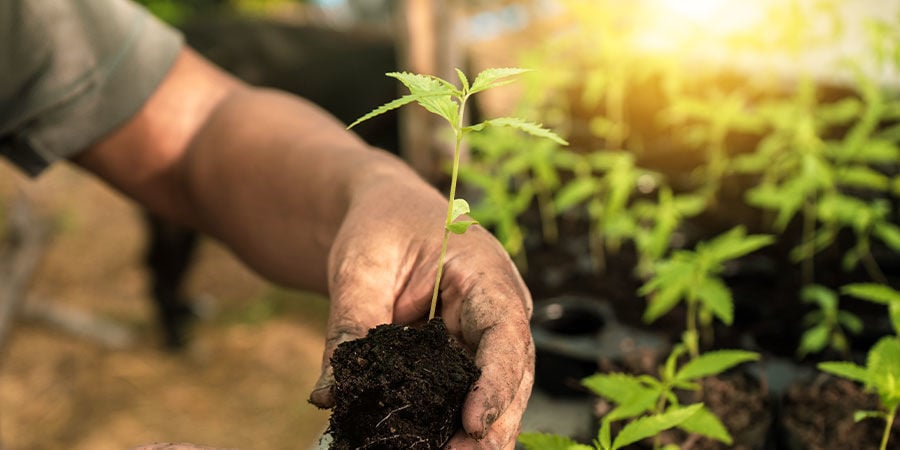 Cuándo trasplantar las plántulas de marihuana