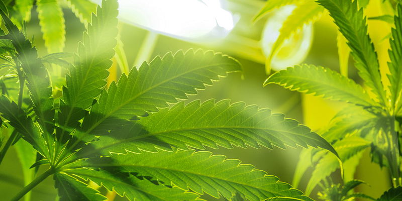 Las Mejores Condiciones Del Cuarto De Cultivo Para La Fase Vegetativa