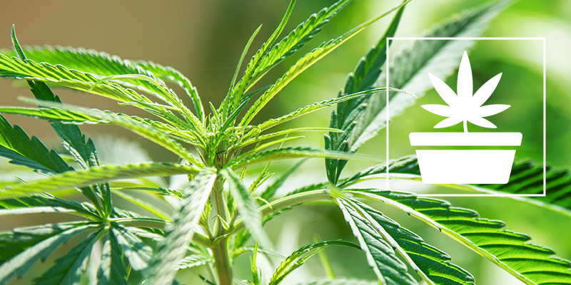 La Fase Vegetativa Del Cultivo De Marihuana