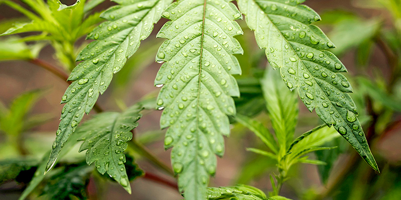 Riego Del Cannabis Durante La Fase Vegetativa