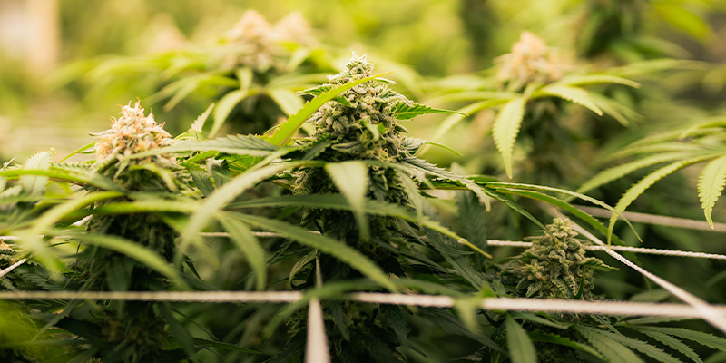 Las Mejores Condiciones Para La Floración En El Cuarto De Cultivo