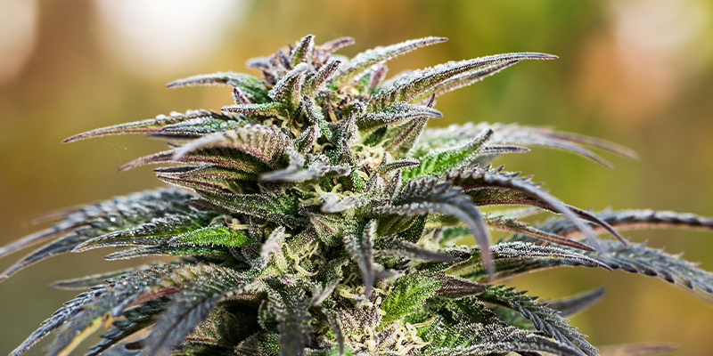 Domina La Fase De Floración De La Marihuana