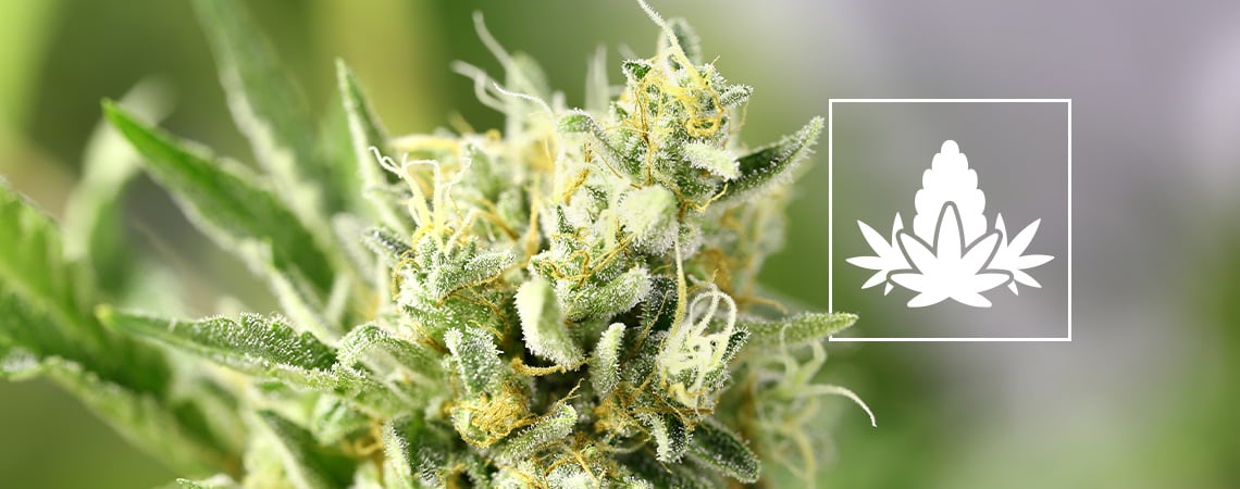 La Fase De Floración Del Cultivo De Marihuana