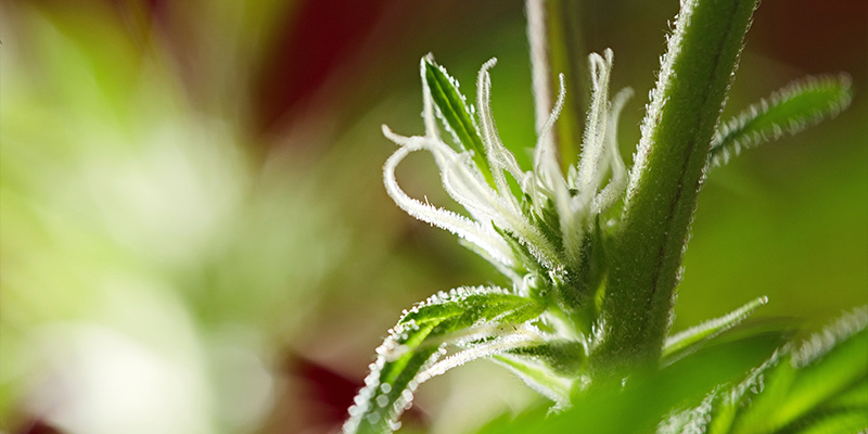 ¿Qué Es La Fase De Floración?