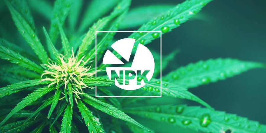 ¿Cuál Es La Mejor Proporción NPK Para Cultivar Marihuana?