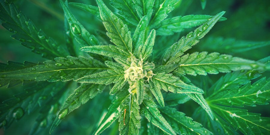 Cómo Utilizar El Fertilizante NPK Para Cultivar Marihuana