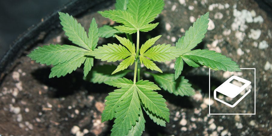 Guía Sencilla Sobre Las Proporciones De Nutrientes NPK Para El Cannabis