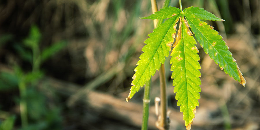 Cómo Detectar Los Problemas Derivados De La Proporción NPK Del Cannabis