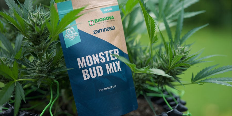 ¿Qué Nutrientes Necesitan Las Plantas De Marihuana Autoflorecientes?