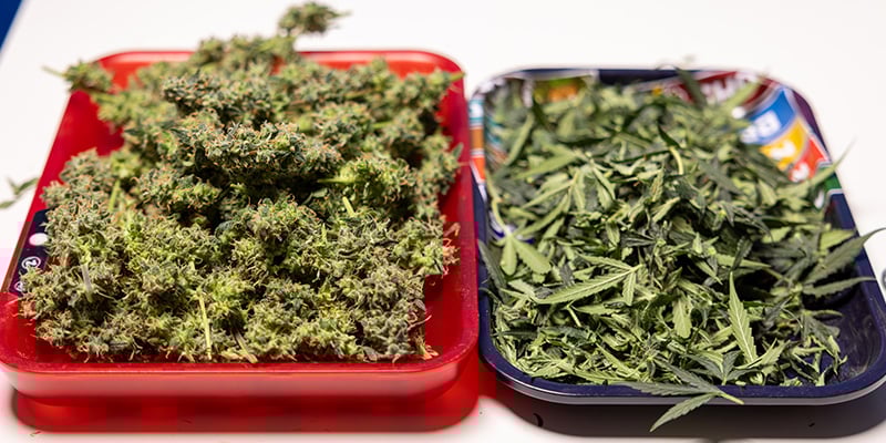 ¿Se pueden usar las hojas de abanico y los recortes de marihuana? ¿Se pueden usar las hojas de abanico y los recortes de marihuana?