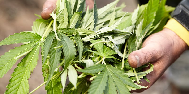 Usos en jardinería y compostaje Usos en jardinería y compostaje