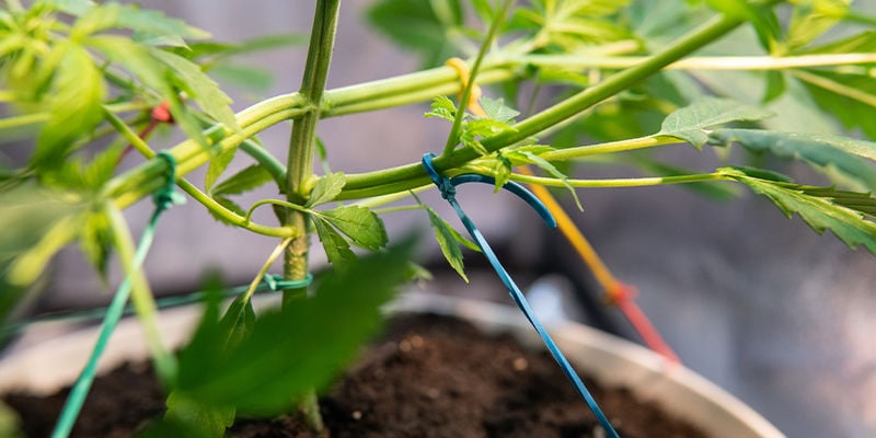 Piensa en aplicar LST o ScrOG