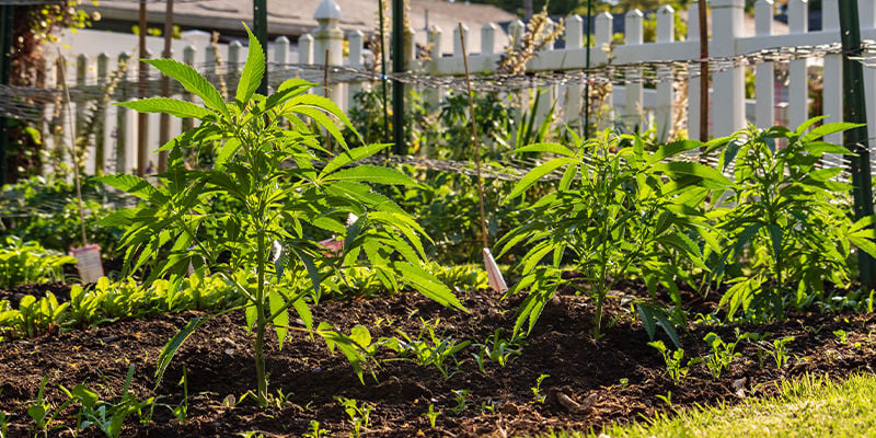 ¿Por qué es importante ocultar tu cultivo de cannabis de exterior?