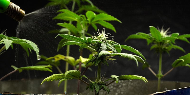 Cómo Usar Aceite De Neem En Las Plantas De Marihuana De Interior