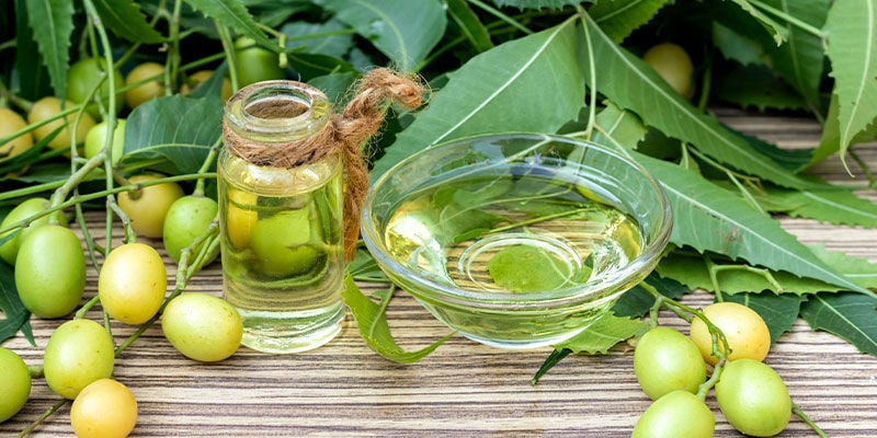 ¿Es Seguro El Aceite De Neem Para Las Plantas De Cannabis?