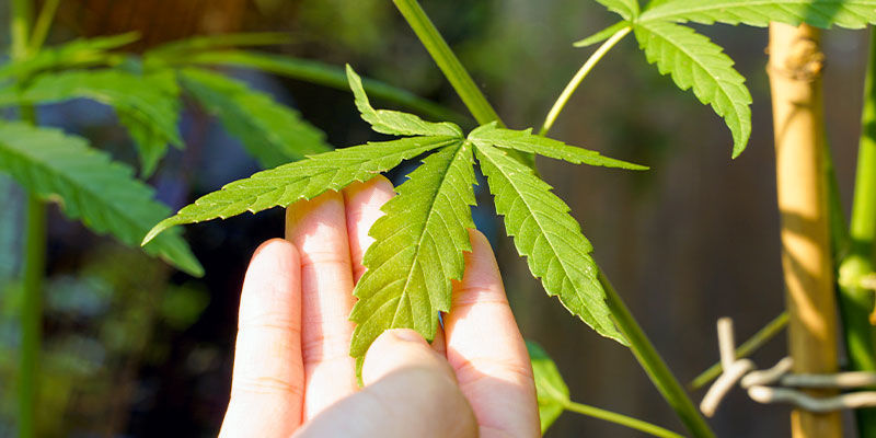 Consejos Para Usar Aceite De Neem En Las Plantas De Marihuana