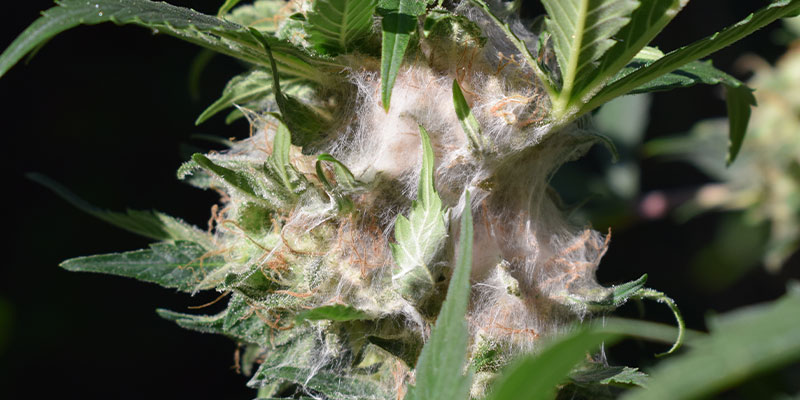 ¿Qué pasa si almacenas mal la marihuana?
