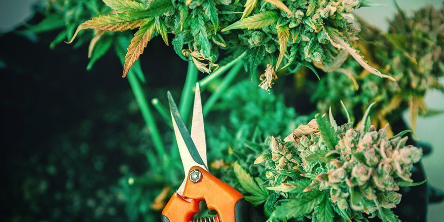 PASO 1: CORTAR LAS PLANTAS