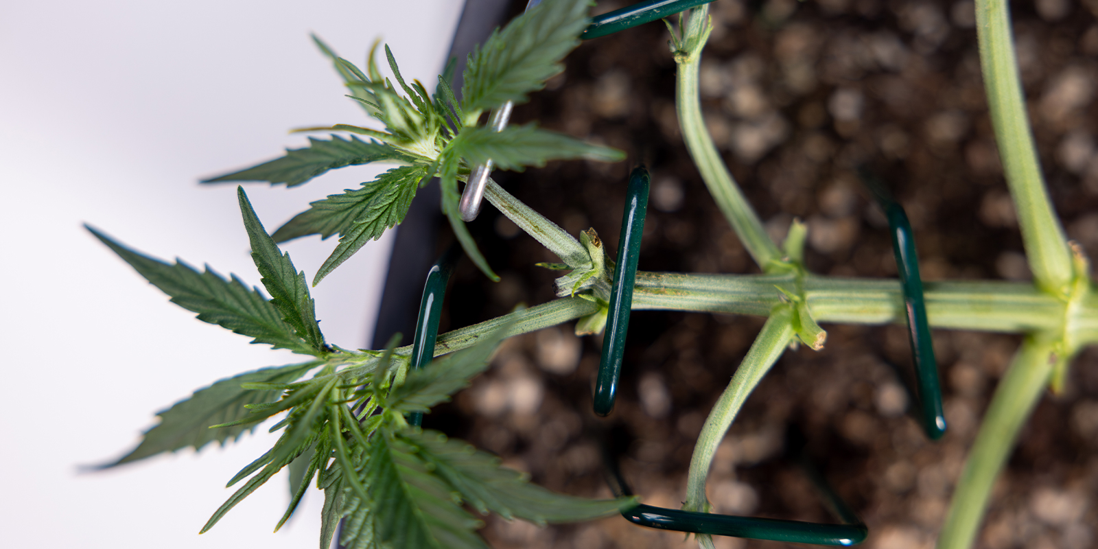 Paso 4: Ata las nuevas ramas principales Paso 4: Ata las nuevas ramas principales