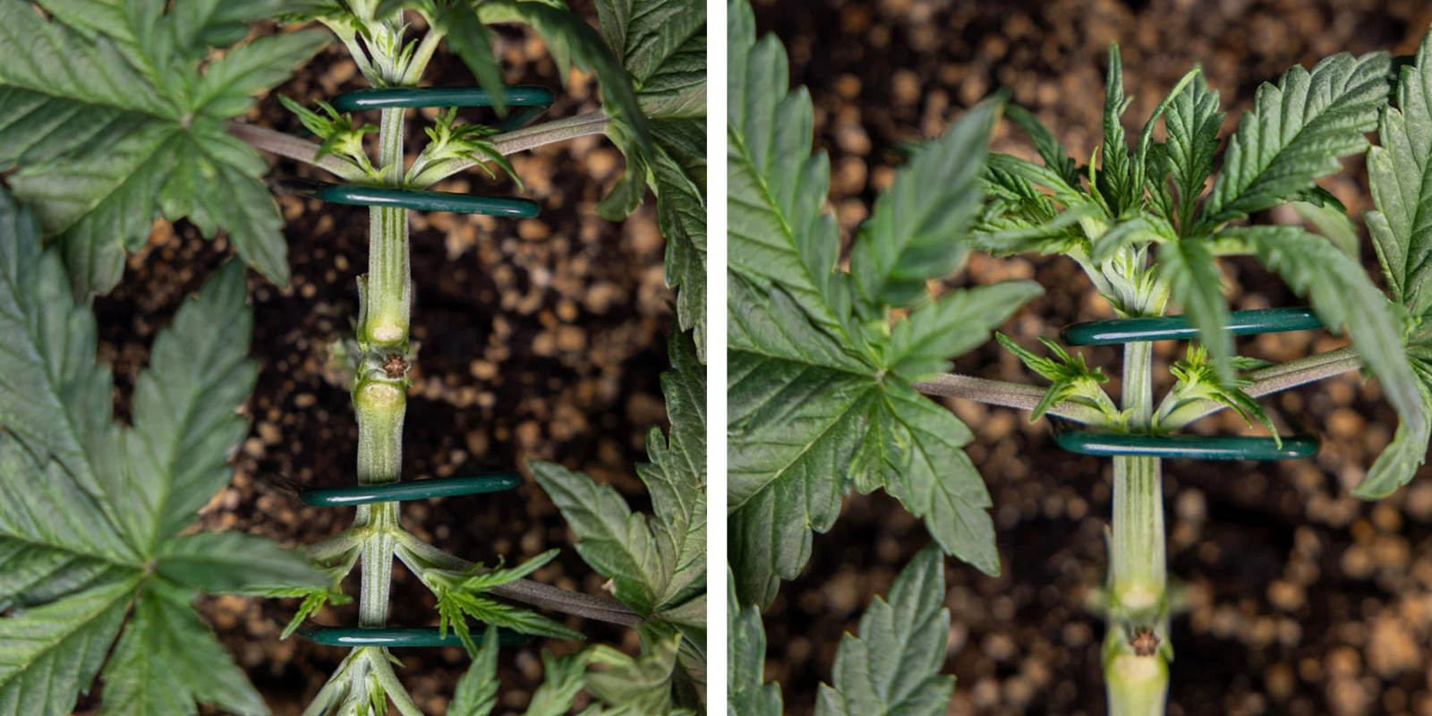 Paso 4: Ata las nuevas ramas principales Paso 4: Ata las nuevas ramas principales