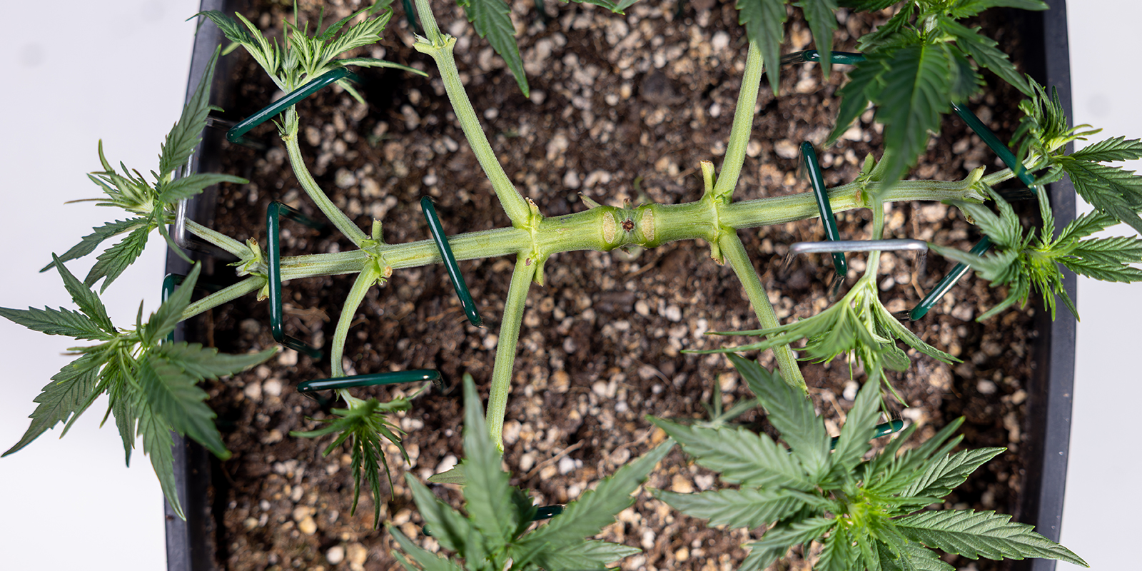 Paso 4: Ata las nuevas ramas principales Paso 4: Ata las nuevas ramas principales