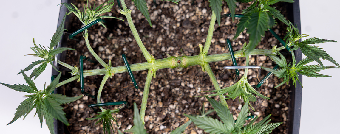 Cómo hacer mainlining en cannabis: guía completa de manifolding Cómo hacer mainlining en cannabis: guía completa de manifolding