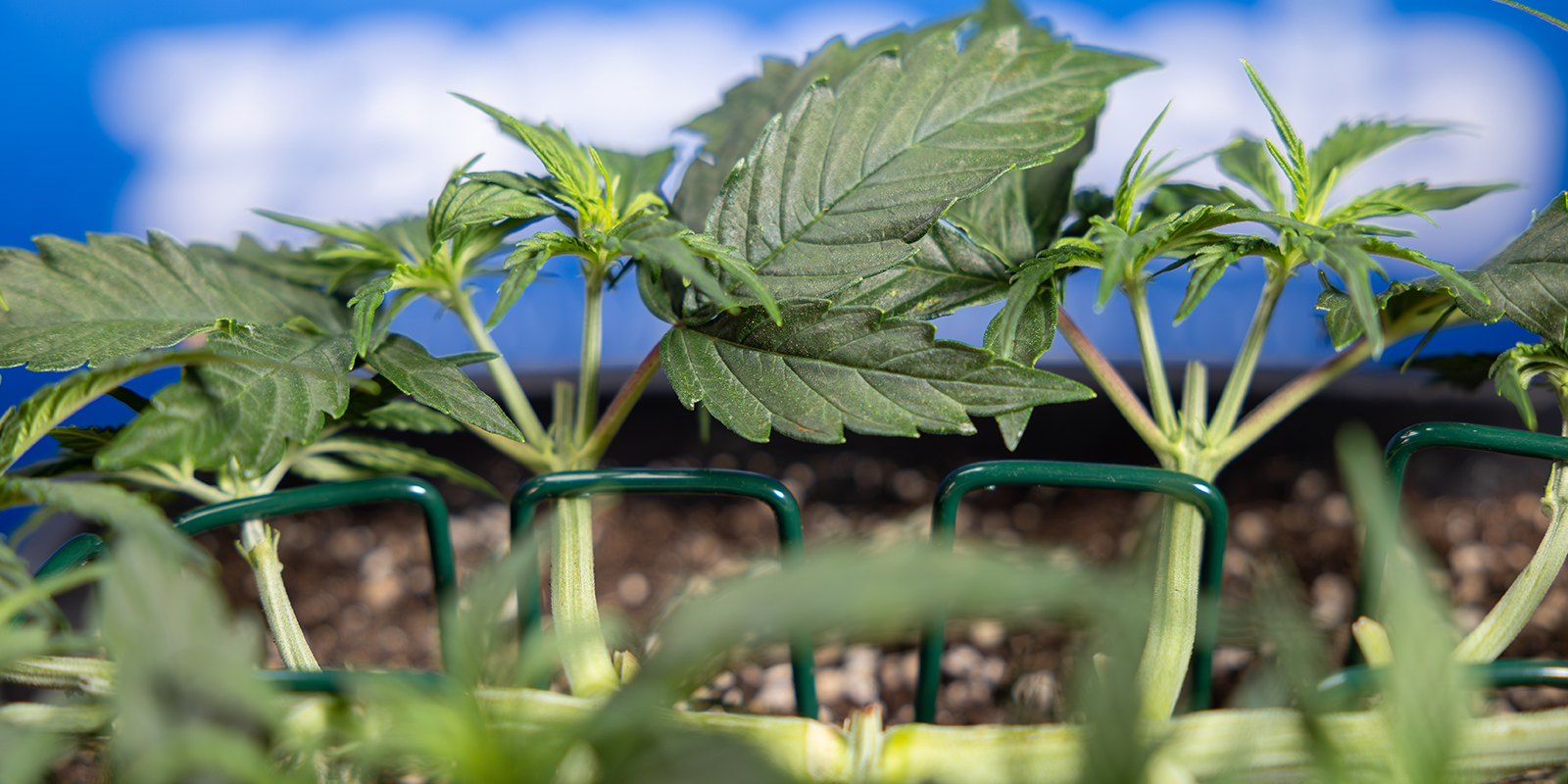 Paso 5: Repite la poda para obtener 8 colas Paso 5: Repite la poda para obtener 8 colas