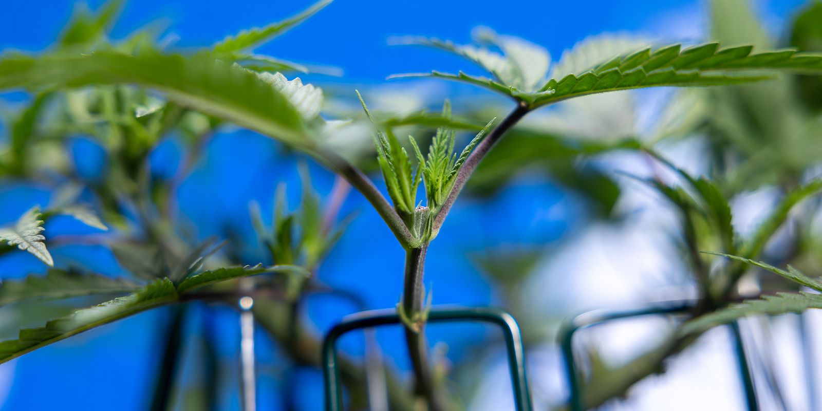 Paso 5: Repite la poda para obtener 8 colas Paso 5: Repite la poda para obtener 8 colas