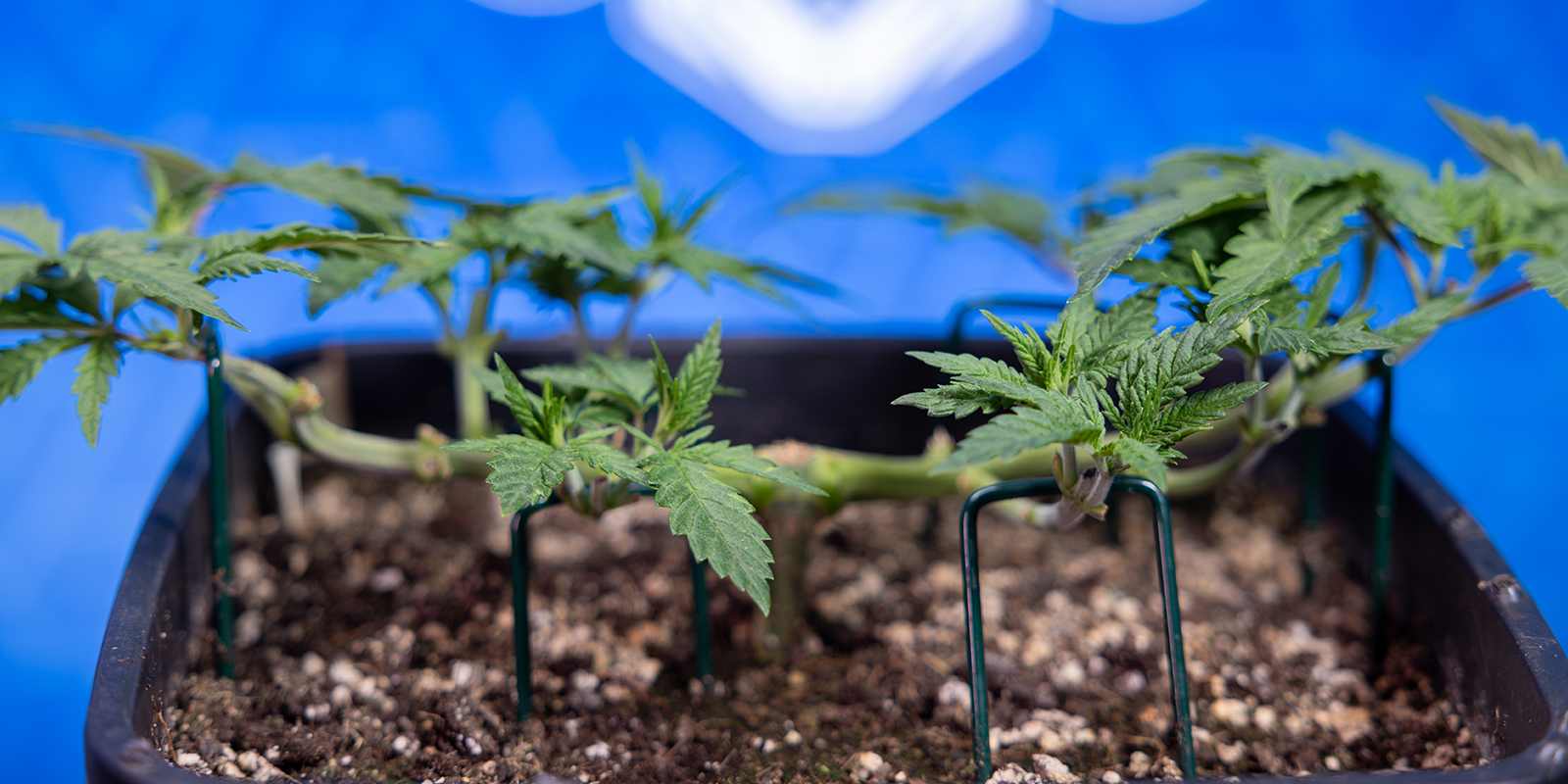 Paso 5: Repite la poda para obtener 8 colas Paso 5: Repite la poda para obtener 8 colas