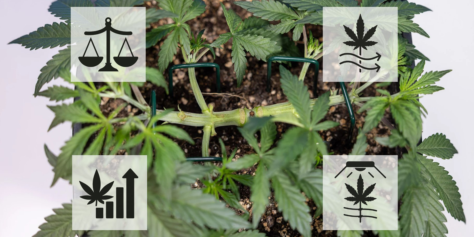Ventajas del mainlining en cannabis Ventajas del mainlining en cannabis