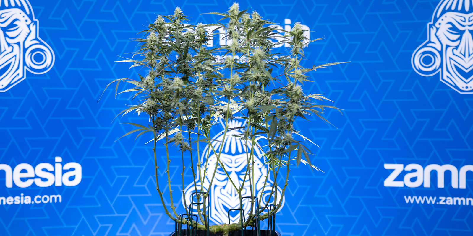 Haz mainlining y consigue cogollos más grandes Haz mainlining y consigue cogollos más grandes