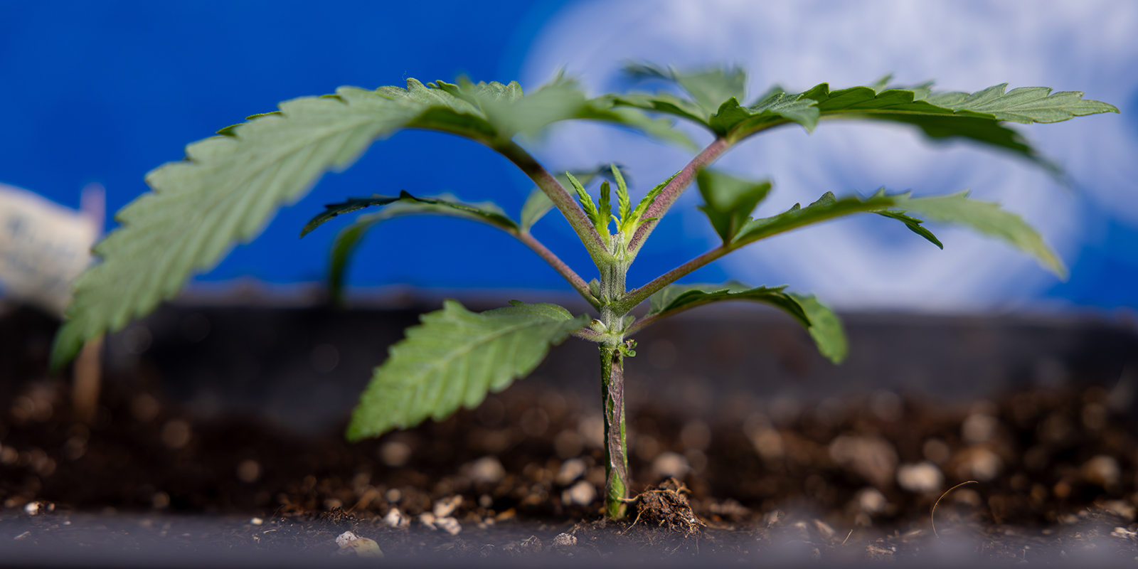 Paso 1: Deja que la planta desarrolle 5–6 nudos Paso 1: Deja que la planta desarrolle 5–6 nudos