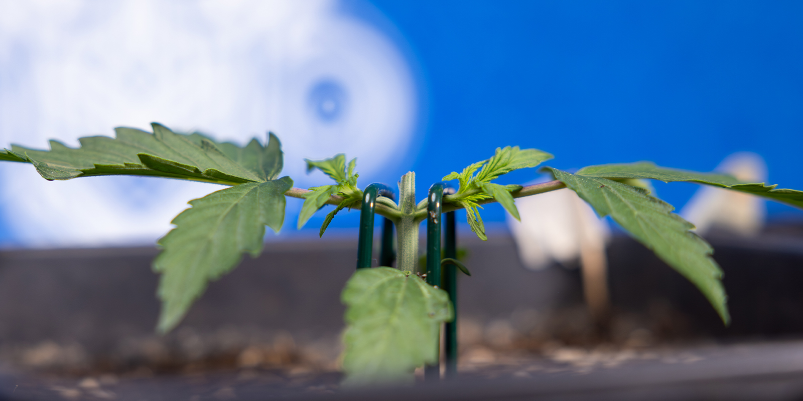 Paso 2: Poda por encima del tercer nudo (creando el manifold)