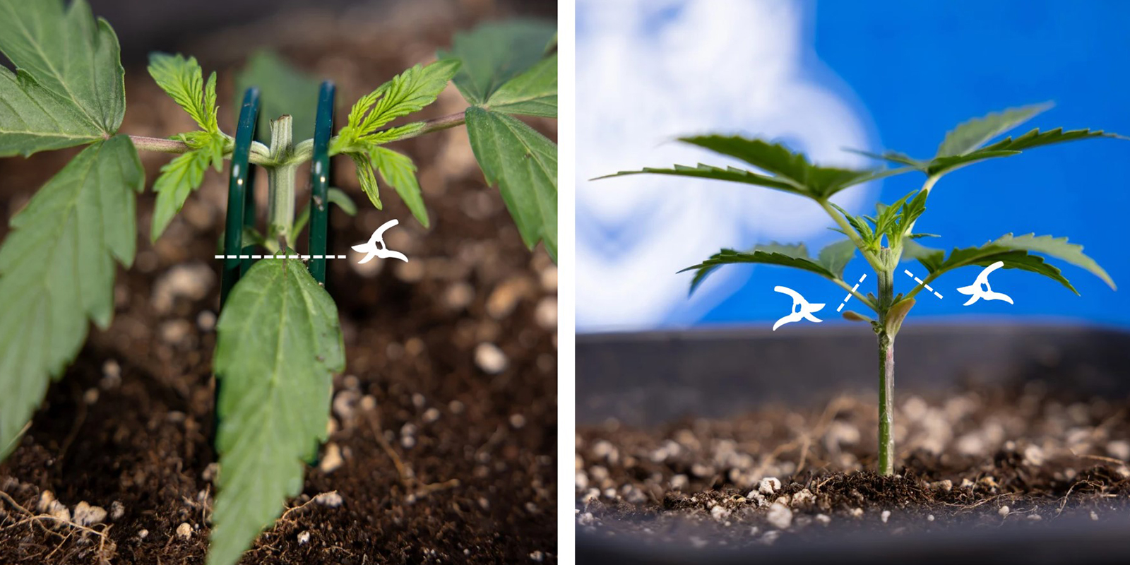 Paso 3: Elimina el crecimiento inferior Paso 3: Elimina el crecimiento inferior