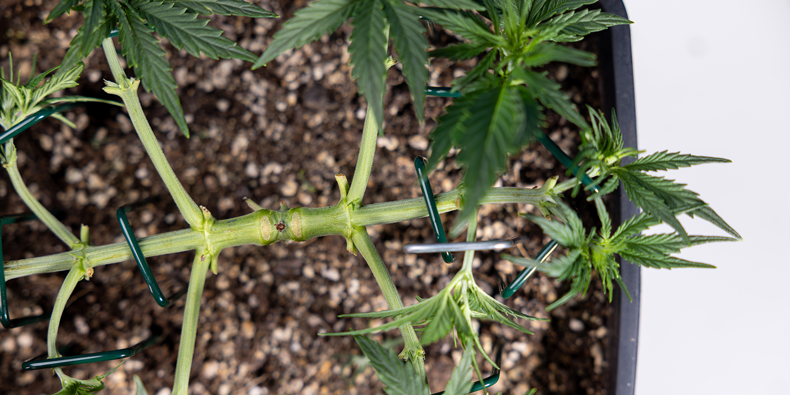 ¿Qué es el mainlining (o manifolding)?