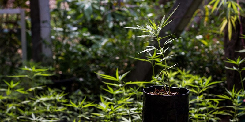 Cultiva marihuana en tu patio o jardín
