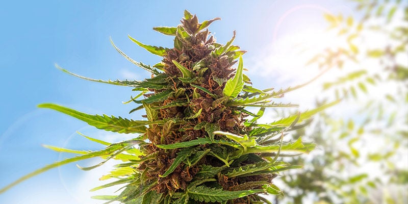 ¿Por qué cultivar marihuana en tu jardín?